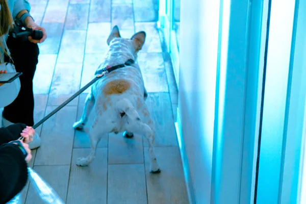 Cute Sick Dog Waiting Vet — Stock Photo, Image