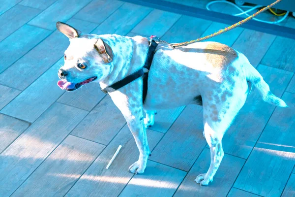 Tatlı Hasta Köpek Veterineri Bekliyor — Stok fotoğraf