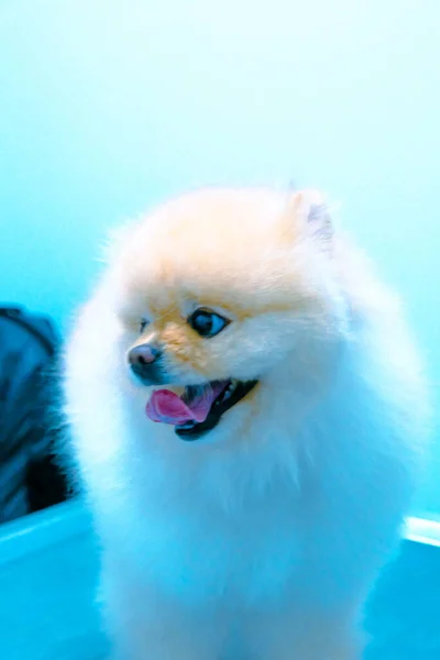 Bonito Cão Doente Esperando Para Veterinário — Fotografia de Stock