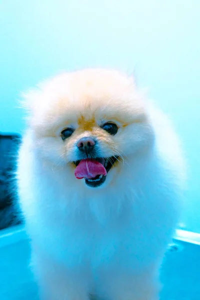 Bonito Cão Doente Esperando Para Veterinário — Fotografia de Stock