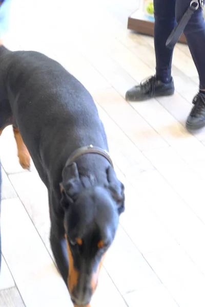 cute sick dog waiting for the vet