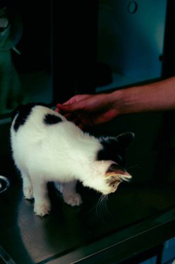 Tatlı hasta kedi veterineri bekliyor.