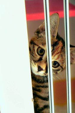 Tatlı hasta kedi veterineri bekliyor.