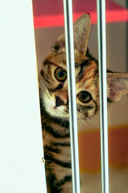 Tatlı hasta kedi veterineri bekliyor.