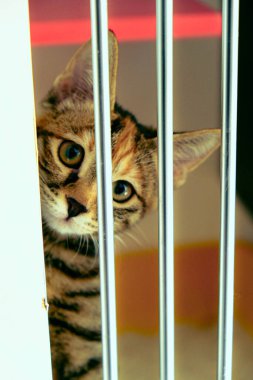 Tatlı hasta kedi veterineri bekliyor.