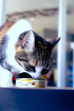 Tatlı hasta kedi veterineri bekliyor.