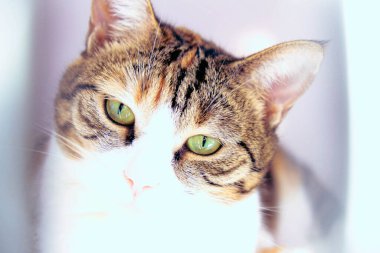 Tatlı hasta kedi veterineri bekliyor.