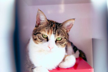 Tatlı hasta kedi veterineri bekliyor.