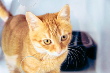 Tatlı hasta kedi veterineri bekliyor.