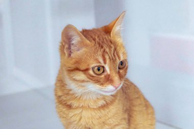 Tatlı hasta kedi veterineri bekliyor.