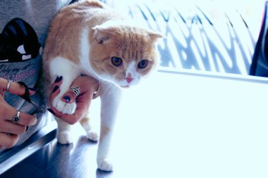 Tatlı hasta kedi veterineri bekliyor.