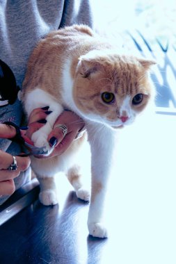 Tatlı hasta kedi veterineri bekliyor.