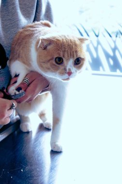 Tatlı hasta kedi veterineri bekliyor.