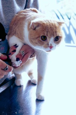 Tatlı hasta kedi veterineri bekliyor.