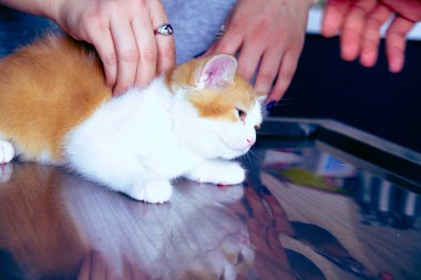 Tatlı hasta kedi veterineri bekliyor.