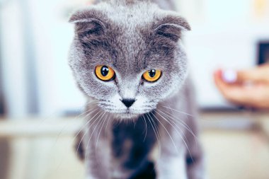 Tatlı hasta kedi veterineri bekliyor.