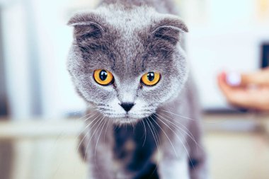 Tatlı hasta kedi veterineri bekliyor.