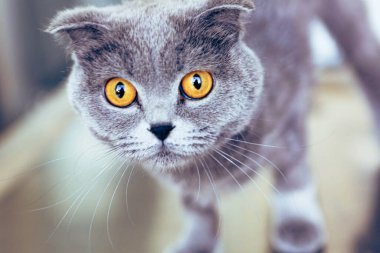 Tatlı hasta kedi veterineri bekliyor.