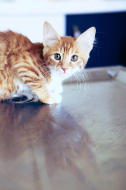 Tatlı hasta kedi veterineri bekliyor.