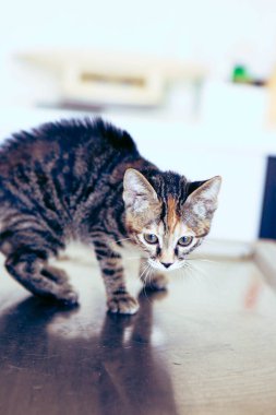 Tatlı hasta kedi veterineri bekliyor.