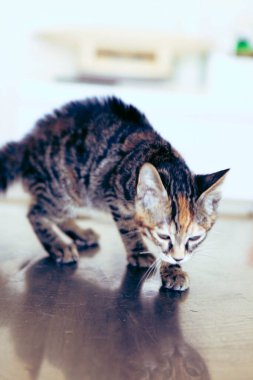 Tatlı hasta kedi veterineri bekliyor.