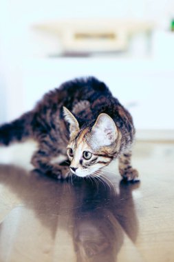 Tatlı hasta kedi veterineri bekliyor.