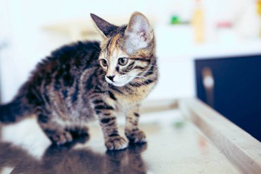 Tatlı hasta kedi veterineri bekliyor.