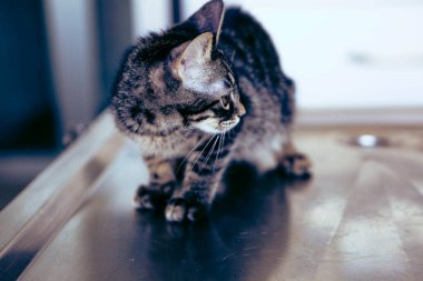 Tatlı hasta kedi veterineri bekliyor.