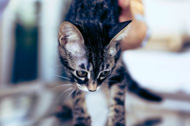 Tatlı hasta kedi veterineri bekliyor.