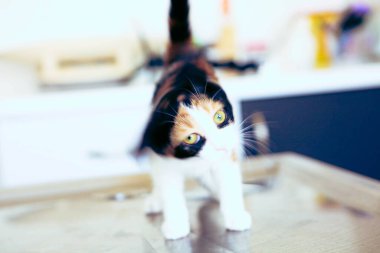 Tatlı hasta kedi veterineri bekliyor.