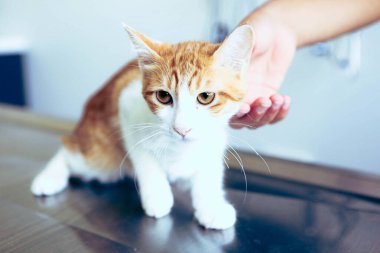 Tatlı hasta kedi veterineri bekliyor.