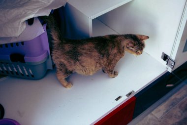 Tatlı hasta kedi veterineri bekliyor.