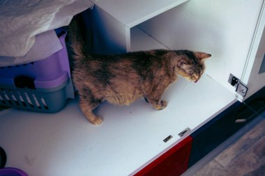 Tatlı hasta kedi veterineri bekliyor.