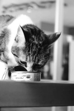 Tatlı hasta kedi veterineri bekliyor.