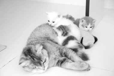 Tatlı hasta kedi veterineri bekliyor.