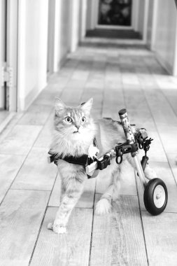 Tatlı hasta kedi veterineri bekliyor.