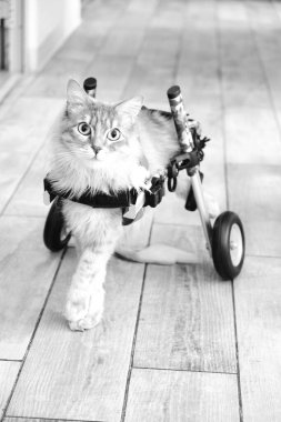 Tatlı hasta kedi veterineri bekliyor.