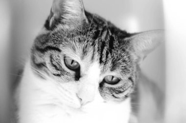 Tatlı hasta kedi veterineri bekliyor.