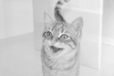 Tatlı hasta kedi veterineri bekliyor.