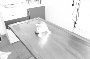 Tatlı hasta kedi veterineri bekliyor.