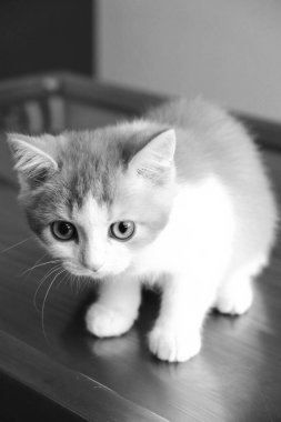 Tatlı hasta kedi veterineri bekliyor.