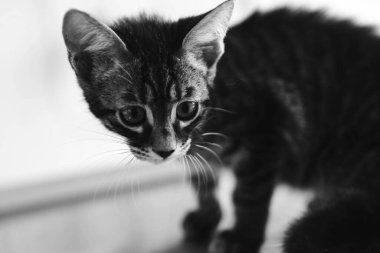 Tatlı hasta kedi veterineri bekliyor.