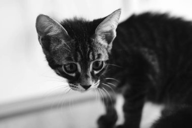 Tatlı hasta kedi veterineri bekliyor.