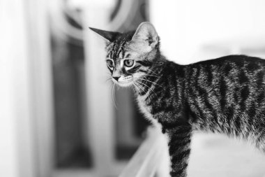 Tatlı hasta kedi veterineri bekliyor.