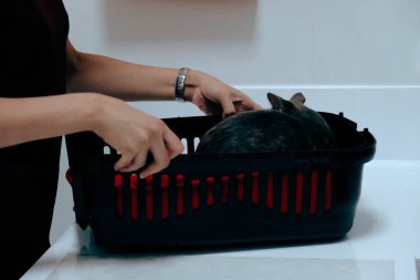 Tatlı hasta kedi veterineri bekliyor.