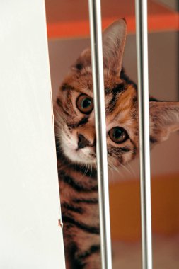 Tatlı hasta kedi veterineri bekliyor.