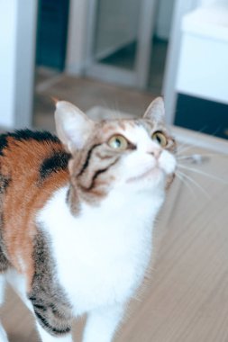 Tatlı hasta kedi veterineri bekliyor.