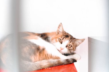 Tatlı hasta kedi veterineri bekliyor.