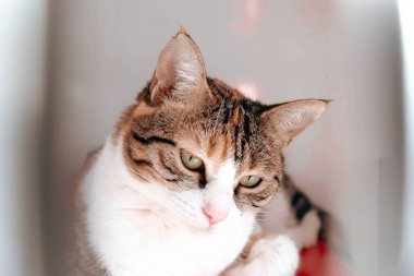 Tatlı hasta kedi veterineri bekliyor.