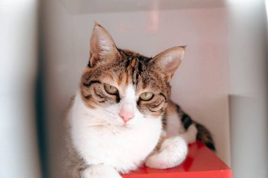 Tatlı hasta kedi veterineri bekliyor.